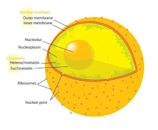 Nuclear envelope