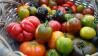 Comment choisir les tomates les plus riches en nutriments ?