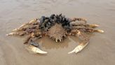 Big crab with mussel hair-do fascinates beachgoers