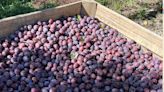 “Preocupante”: una fruta deshidratada que se hizo famosa en el mundo pierde una millonaria oportunidad ante Chile