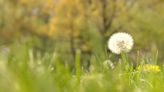 Tips: How to combat spring allergies