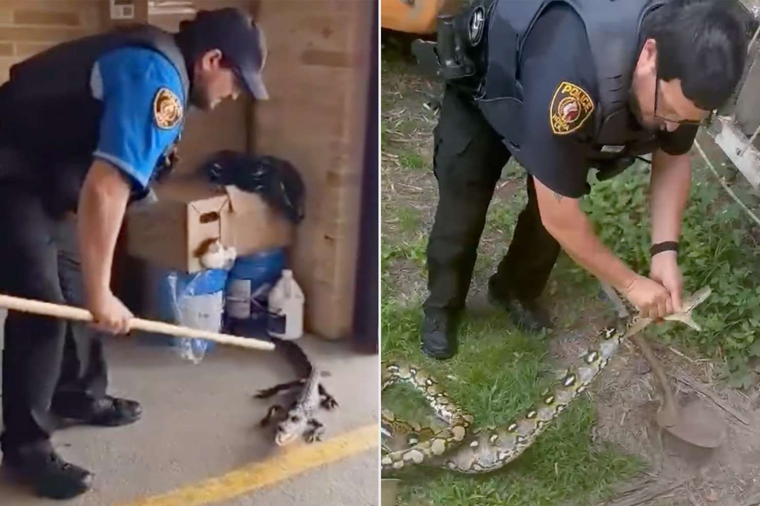 La. Police Officer Wrangles a 'Very Large' Snake and an Alligator on the Job in the Same Week