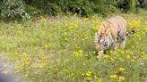 Tiger abandoned in Houston celebrates 7th birthday at Black Beauty Ranch