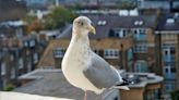 Nature Triumphs Over Nurture: Urban Seagulls Defy Expectations by Preferring Seafood