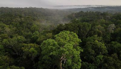 Façam as pazes com a natureza ou arrisquem mais guerras, diz chefe da cúpula de biodiversidade da ONU Por Reuters