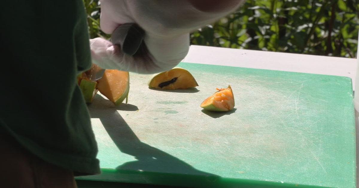 Pawpaw Festival in Louisville showcases Kentucky's native tropical fruit