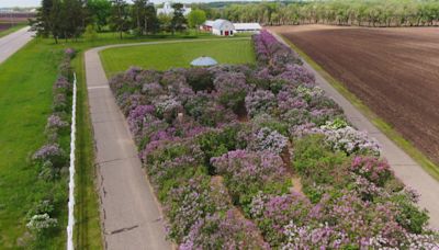 Purple Maze: 'Lilac labyrinth' opens to public for third year