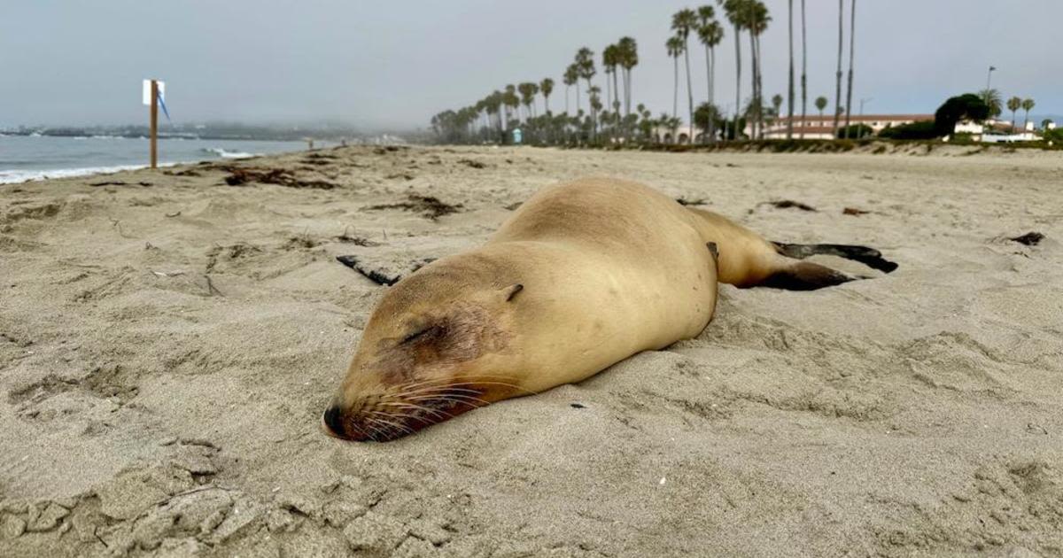 Sea lions sick with domoic acid poisoning rescued from Ventura and Santa Barbara beaches