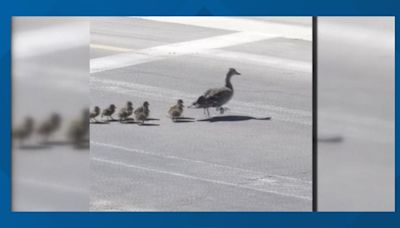 Caught on camera: Momma duck helps babies cross East Valley street at crosswalk