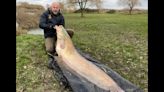 Huge catfish ‘would obliterate’ a record, but angler isn’t interested