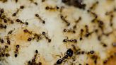 Caffeine and Ants: A Potential Game Changer in Pest Control
