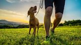 High School Cross Country Teams Runs with Shelter Dogs to Find Them Forever Homes