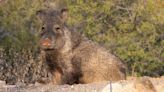 Five javelina lurking by picnic table charge woman walking dog, Arizona officials say