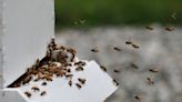 N.H. beekeepers battle Varroa destructor mite to keep bees healthy - The Boston Globe
