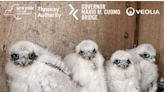 N.Y. bridge-nesting falcon chicks naming contest: Cast your vote!