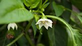 Matthew Stevens: Capsaicin determines peppers' heat