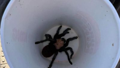 Tarantula reunited with owner after being missing for three weeks