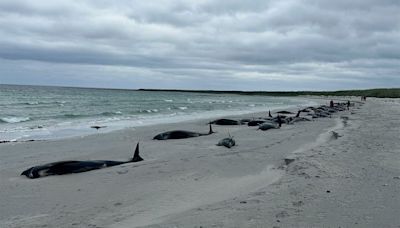 77 Pilot Whales Dead After Mass Stranding Event in Orkney
