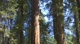 Sequoia National Forest advises Memorial Day visitors to plan ahead