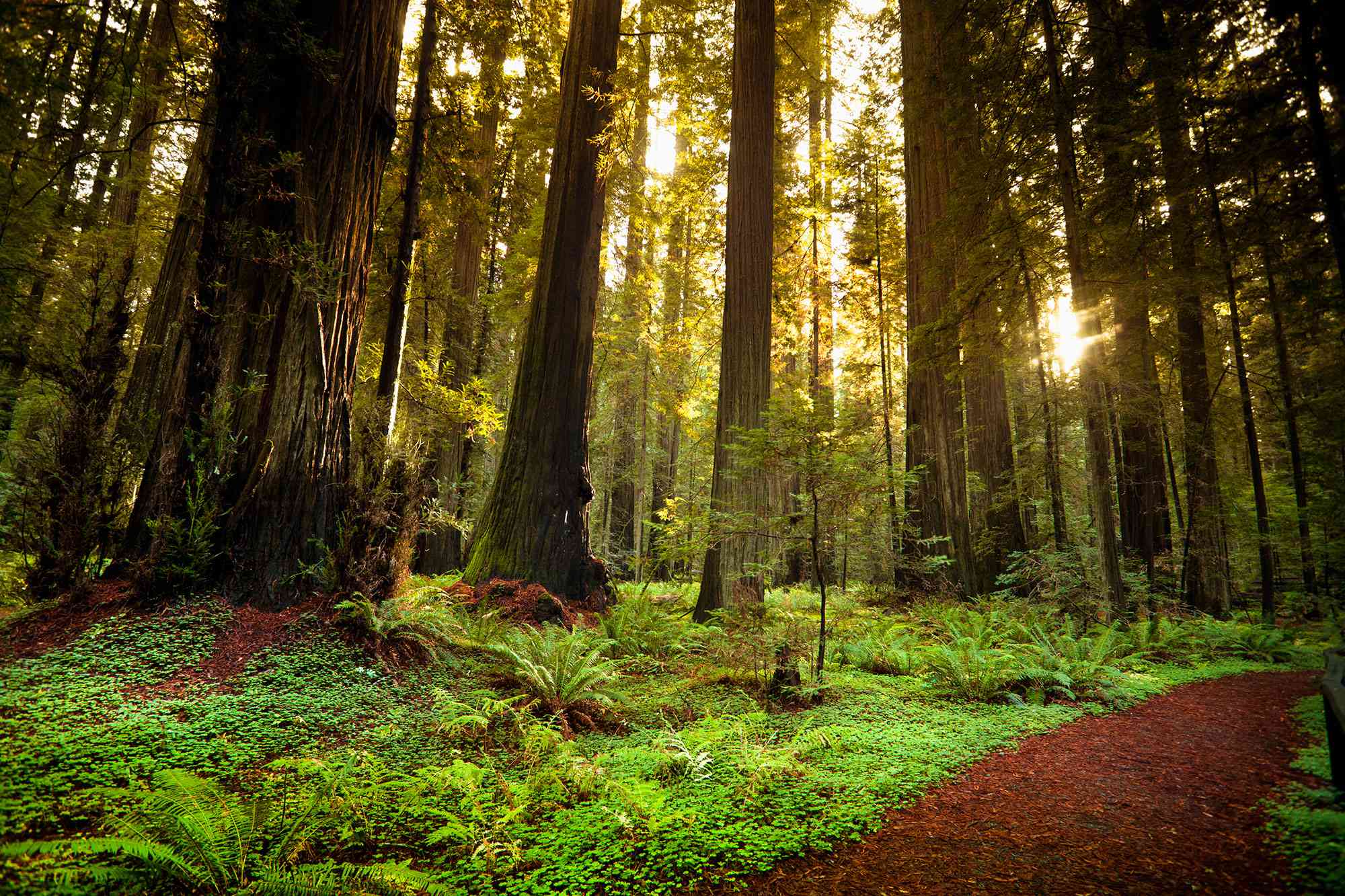 This California State Park Is the Highest-rated in the U.S. — and It Has a Scenic Highway, a Massive Old-growth Forest, and a Railbike Tour