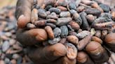 Cocoa price plunges by nearly 30% in just two days as speculators bail out