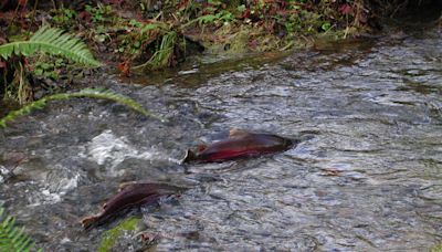 Washington secures $28M for salmon habitat restoration projects