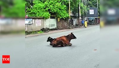 Cattle Seizure to Tackle Traffic Snarls in Ramgarh | Ranchi News - Times of India