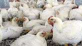 Gripe aviar en México: ¿Cómo se transmite y cuáles son los tratamientos?