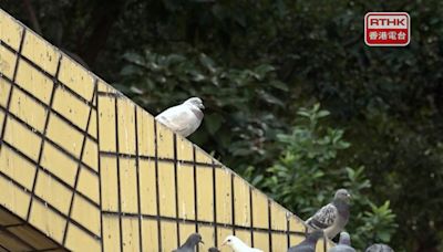 餵飼野鴿最高罰款提升至10萬元 有議員稱立法原意是提高阻嚇性 - RTHK