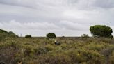 Spain announces a €1.4 billion deal to help protect Doñana wetlands from drought