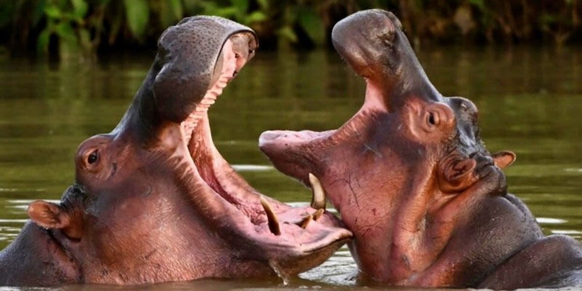 Colombian court orders Escobar's hippos to be hunted