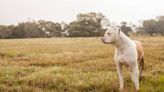 American Bulldog Gleefully Jumping on a Trampoline Is Full of Pure Joy