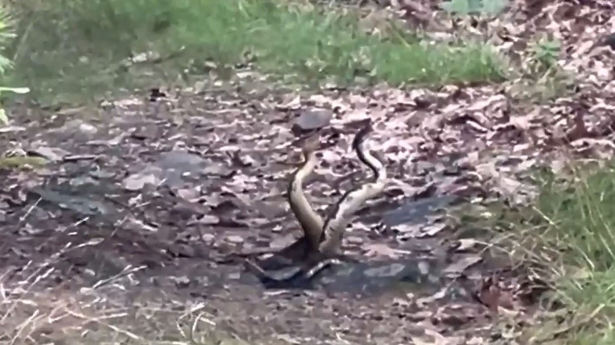 Hikers get video of dramatic snake fight between two venomous Massachusetts rattlers: Watch