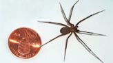 Don't Fear the Brown Recluse Spider (Seriously)