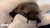 Baby bat returns to Highlands after hiding in holiday suitcase
