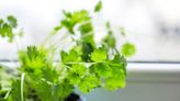 How to Grow Cilantro That Yields a Steady Supply of Fresh Herbs