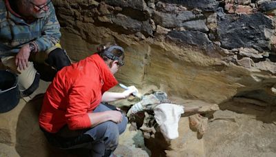 Austrian man discovers mammoth bones in wine cellar