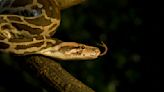 Indian Python Population Threats and Conservation Efforts