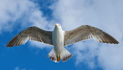 Royaume-Uni : Attaqués par des mouettes, les facteurs sont obligés de « courir pour sauver leur peau »