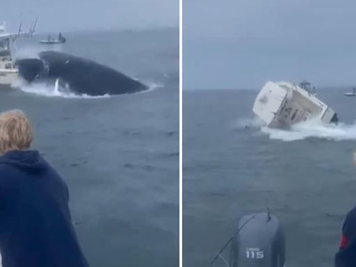 Huge humpback whale flips over boat, tosses fishermen into chilly sea off US coast: Watch