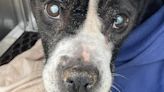 Old, blind dog dumped in Hartford euthanized; owners sought