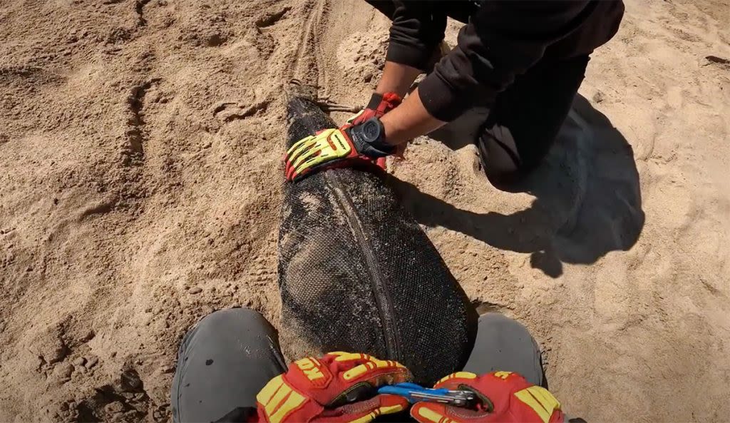 Seal Stuck in a Discarded Hazmat Suit Rescued Near Skeleton Bay