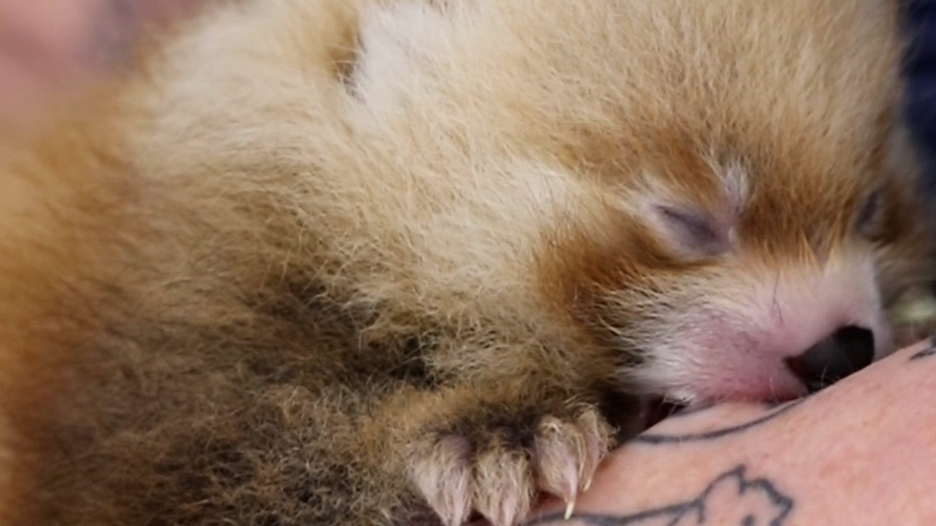 Video: Baby red panda is thriving in New York despite being abandoned by mother