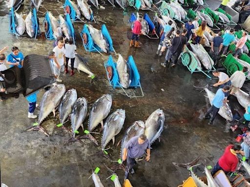 海面有颱風！屏東黑鮪魚進港量減 價格開始「浮頭」