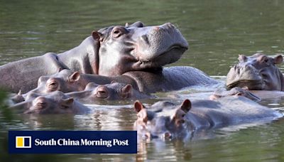 Colombian court orders druglord Escobar’s menacing hippos to be hunted