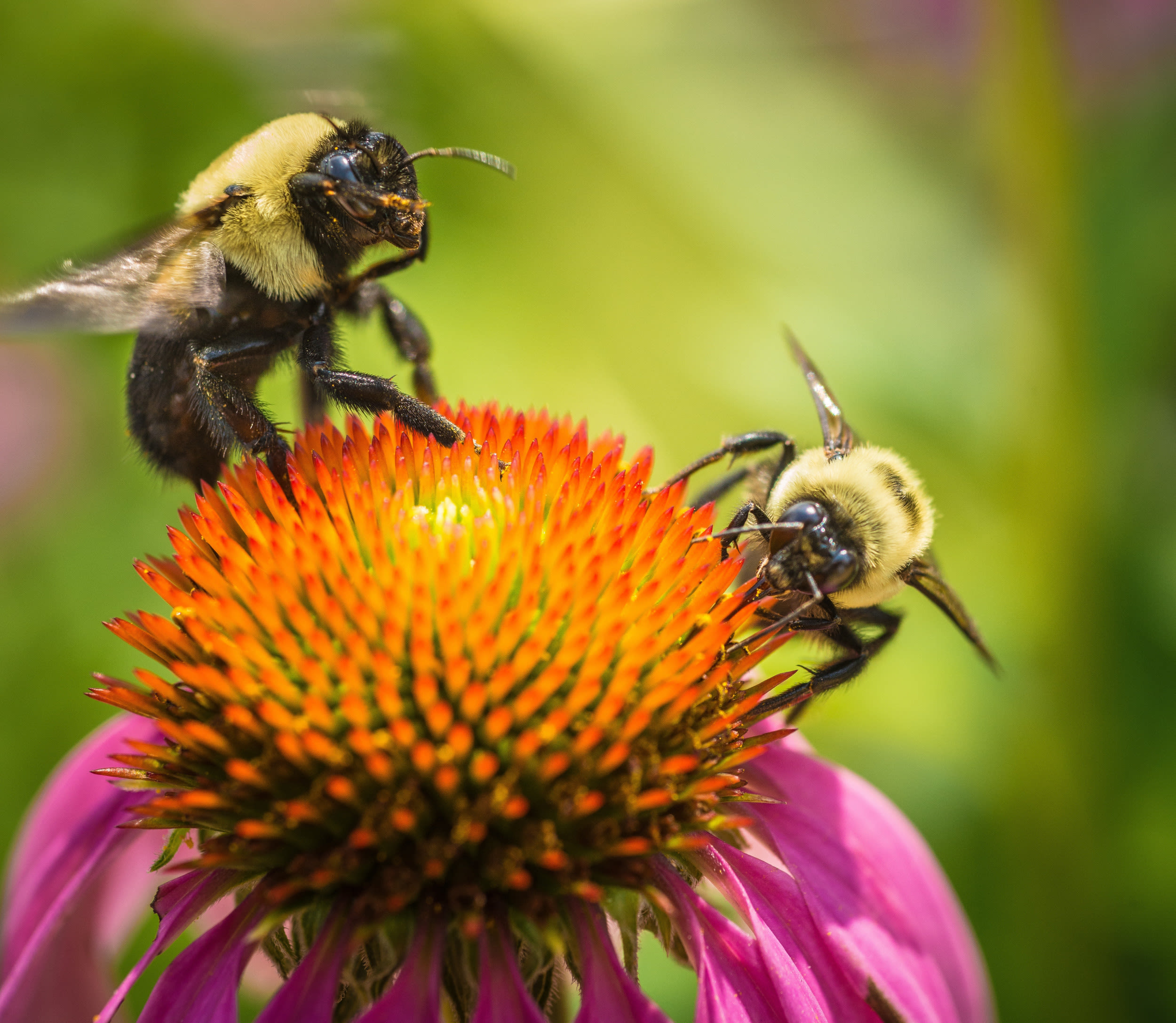 Invasive "killer bees" found as warning issued to Alabama residents