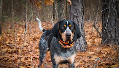 Adorable Little Girl’s Reaction to Blue Tick Coonhound's Amazing Trick Overflows with Cuteness