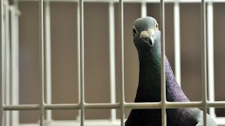 India detains pigeon on suspicion of spying for Pakistan