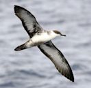 Shearwater