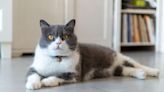 16 Dapper Gray and White Cat Breeds